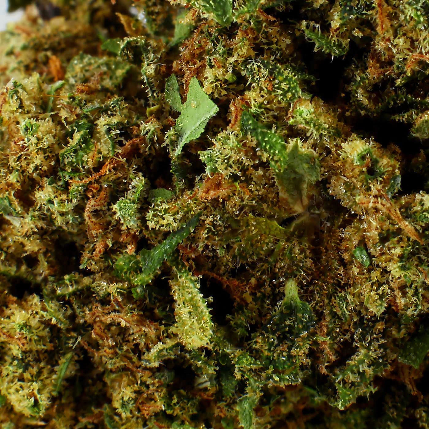 OG Kush - Fleur CBD 15,4 %
