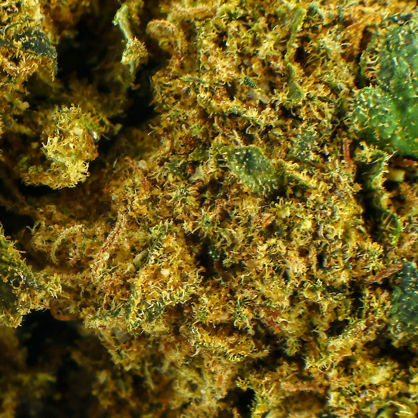 Ringo Gift - Fleur CBD 24,7 %