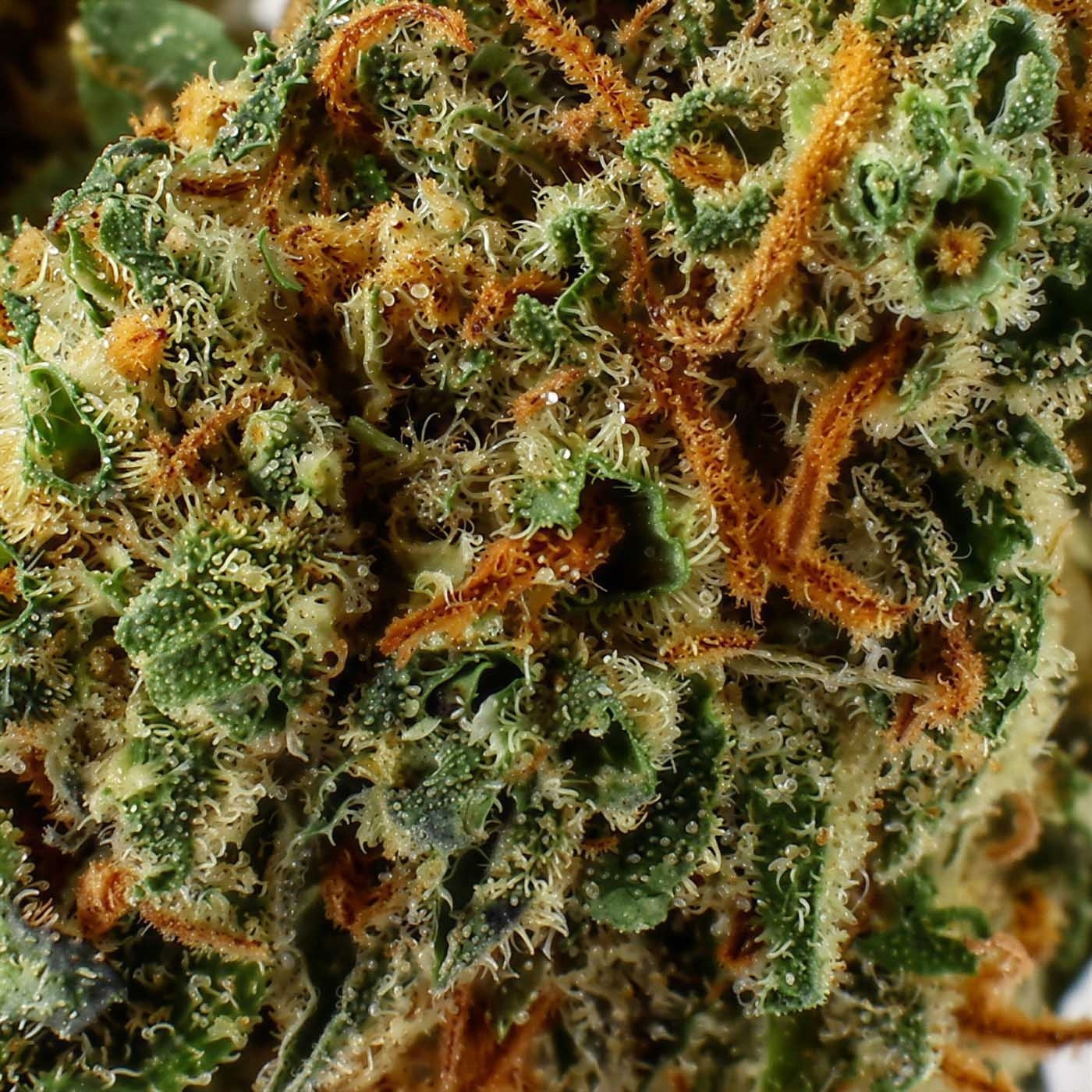 Royal Cookies - Fleur CBD 16,9 %