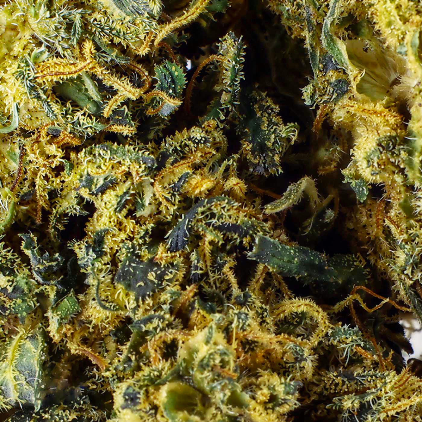 El Patron Indoor - CBD Flower 22%