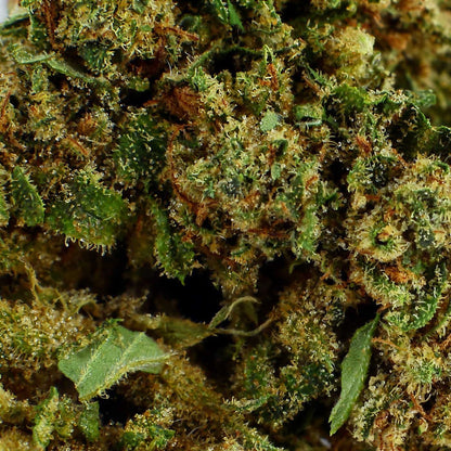 Harlequin - CBD Flower 15.9%