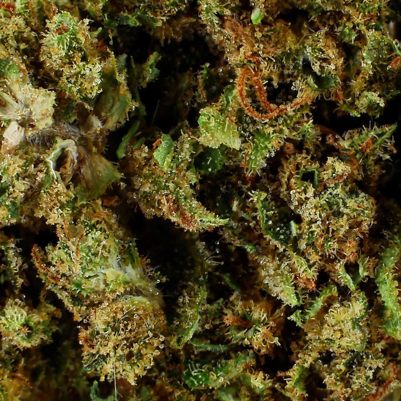 Mango Haze - CBD Flower 16.9%