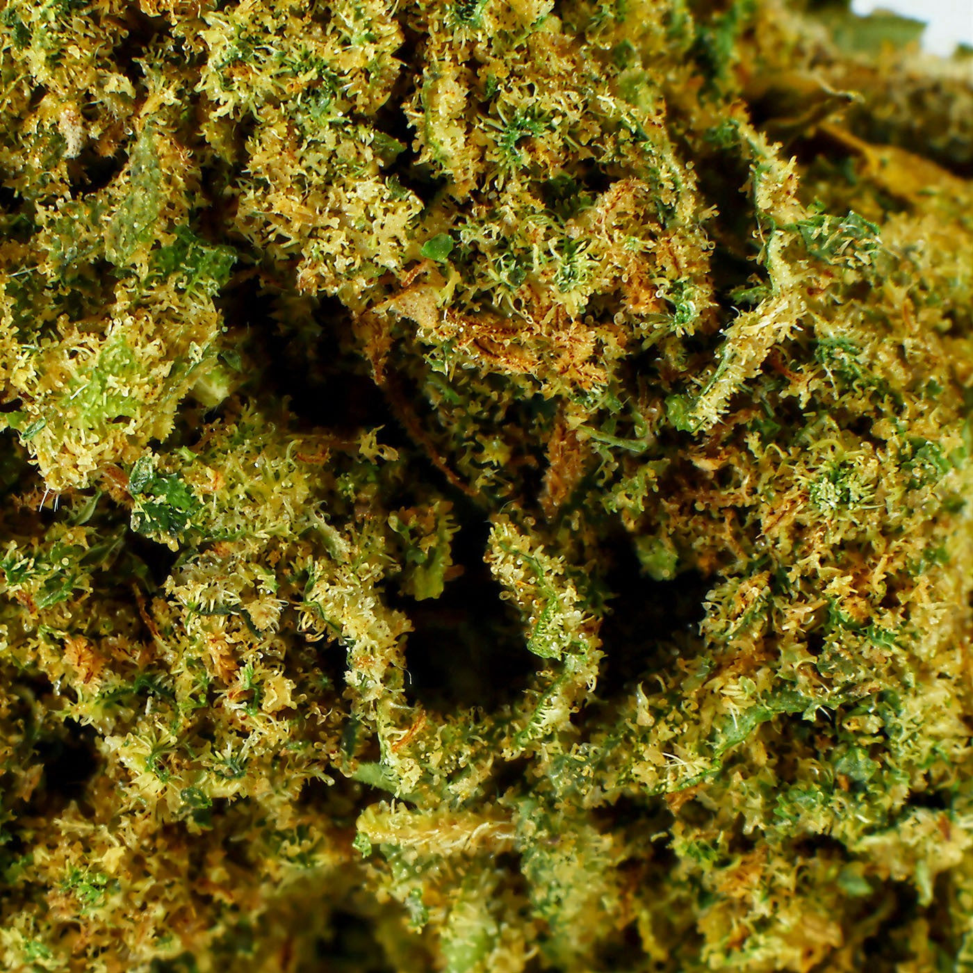 Honey Cream Indoor - CBD Flower 