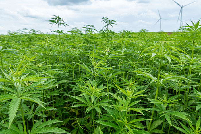 hemp crop