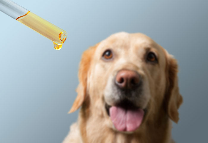 dog oil