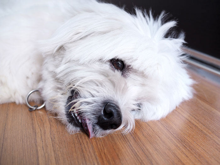 dog in crisis