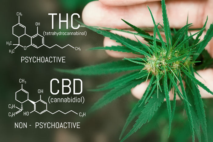 CBD und THC