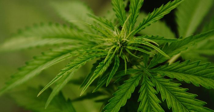 Cannabidiol und Psychose