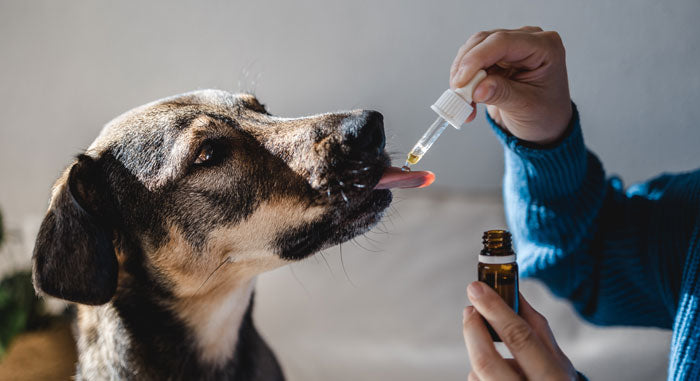 traitement de chien au cbd