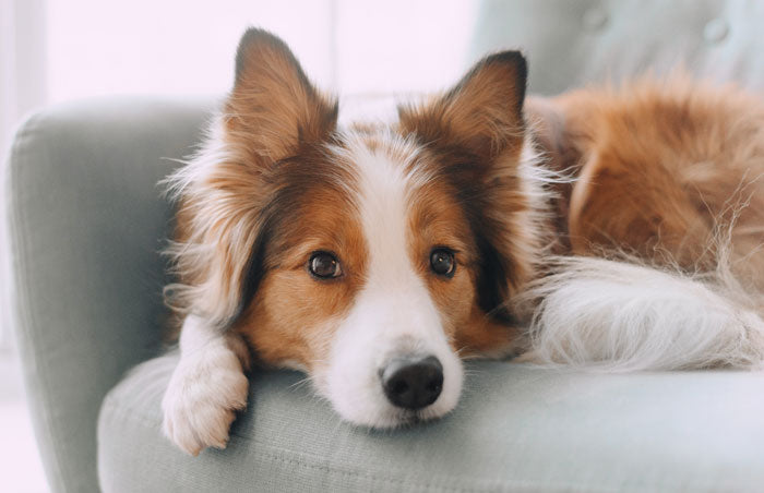 chien au calme a la maison