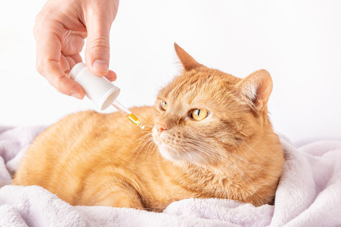huile de cbd au chat