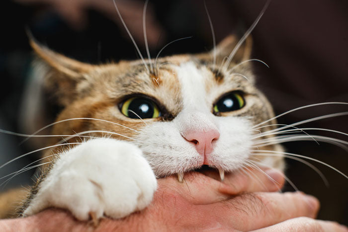 Katzenaggression