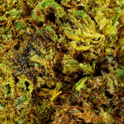 Orangello Indoor - CBD Flower 18%