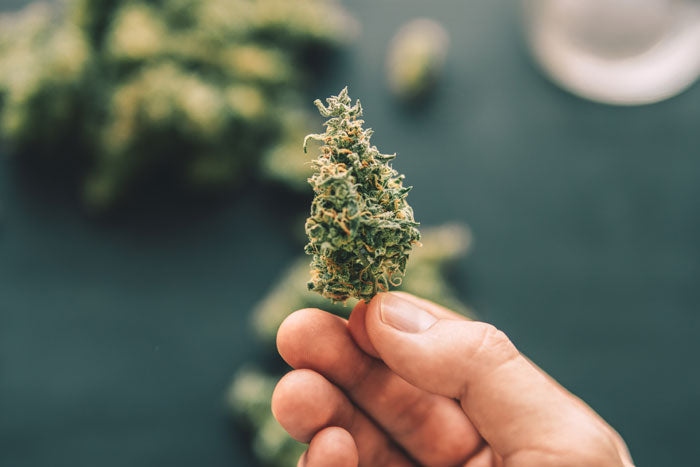 cbd flower