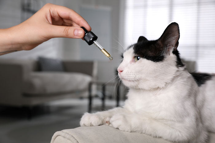 wann-wird-cannabidiol-bei-einer-katze-angewendet2