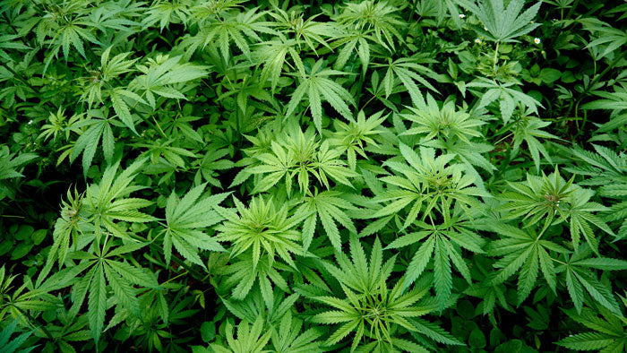 Hanf & CBD