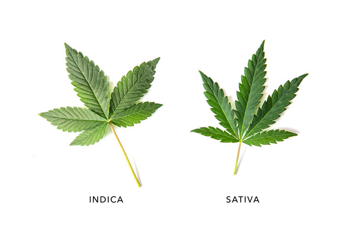sativa-vs-indica4