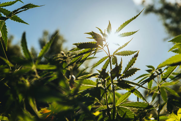 sativa