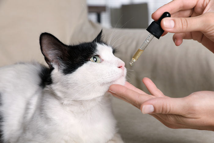 cbd oil for cats