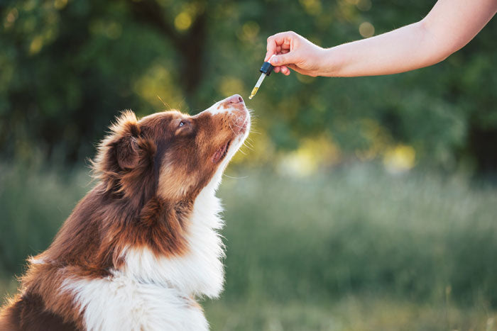 CBD-Dosis bei Hunden