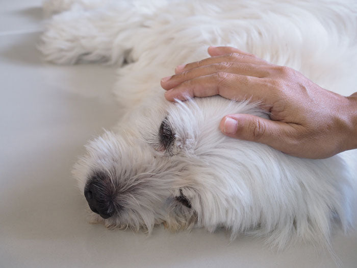 Hund in der Krise