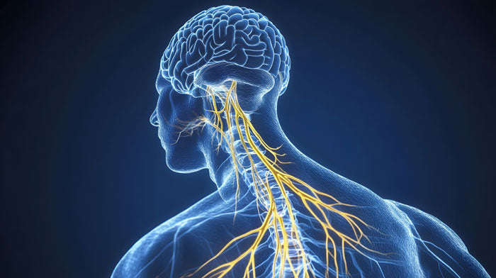 Behandlung von Erkrankungen des Nervensystems mit CBD