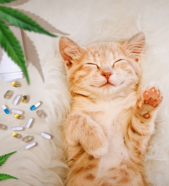 Quand utiliser du cannabidiol sur un chat ?