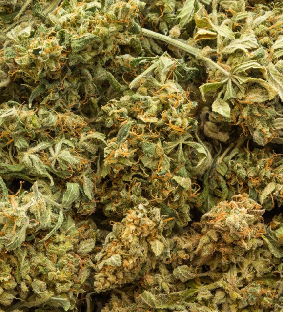 Difference Entre La Beuh Et Le Chite Comment se procurer de la beuh ou weed légale