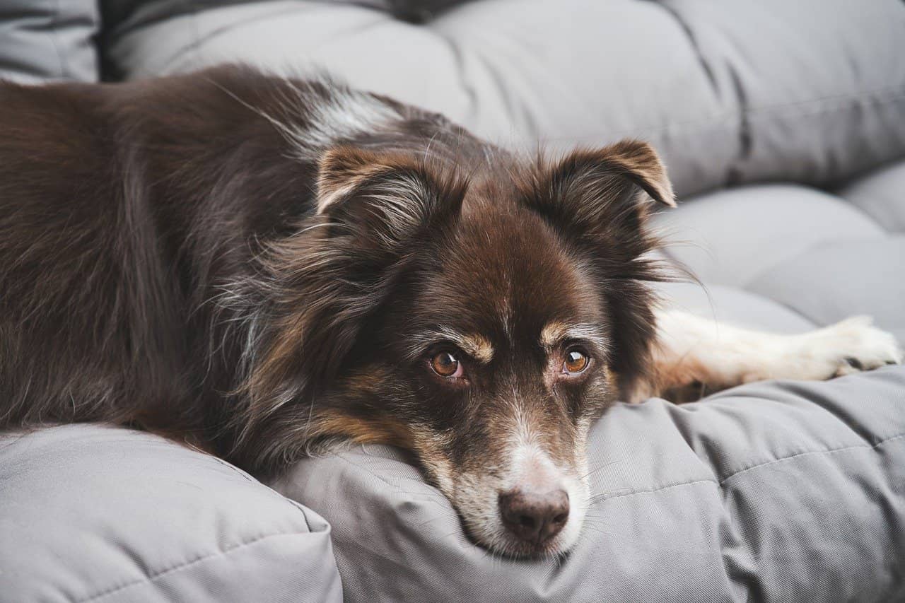 chien au calme a la maison