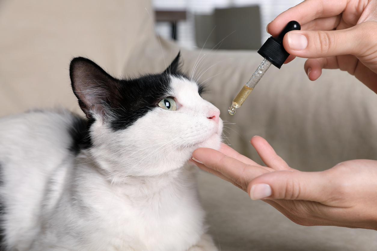 quand-utiliser-du-cannabidiol-sur-un-chat2