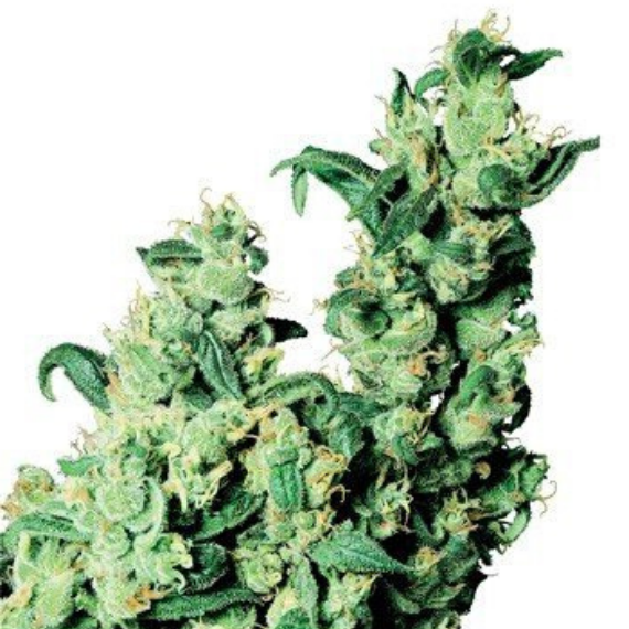 Flower CBD Jack Herrer 17,3%.